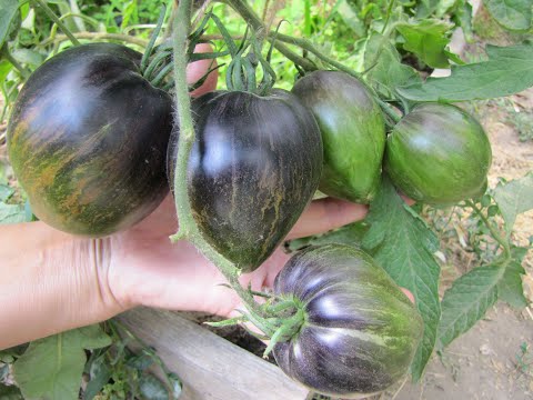 Видео: Сорта Софии Сааковой. Обзор томатов в теплице