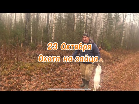 Видео: День рождения отца отметили по-нашему — в лесу. Добыли двух зайцев! 🐇