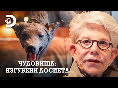 Видео: Единственото тяло на чупакабра, намерено някога! | Чудовища: Изгубени досиета