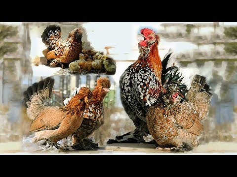 Видео: #Алтайская_Бентамка Altai Bantam Chickens Курочка с цыплятами