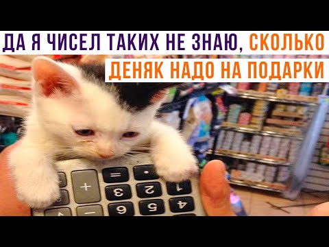 Видео: Я ТУТ ПОДСЧИТАЛ...))) Приколы с котами | Мемозг 917