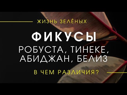 Видео: Фикусы Эластика Робуста, Белиз, Тинеке, Абиджан - в чем отличия/Обзор фикусов каучуконосных