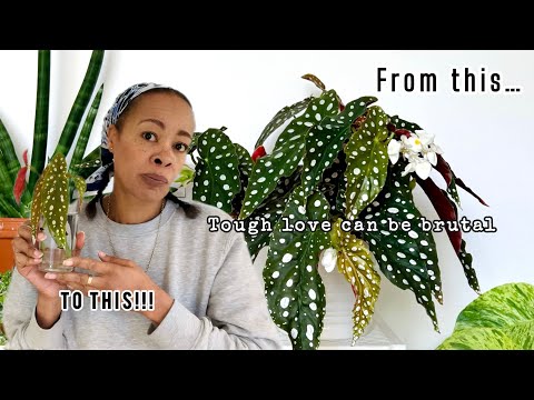 Видео: Тяжелый день забот по уходу за комнатными растениями✂️🌿Борьба с трипсами, организация субстрата д...