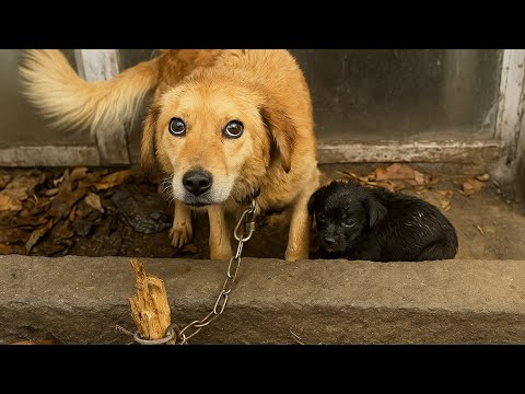 Видео: Собаку приковали и забыли на 3 дня… Когда её нашли, она всё ещё защищала того, кто лежал рядом....