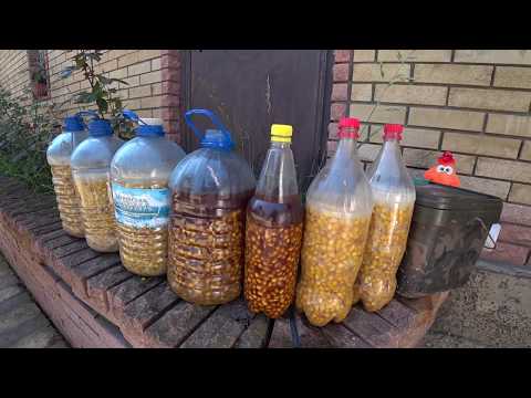 Видео: Ферментация кукурузы для ловли КАРПА