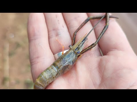 Видео: Пресноводная креветка на десногорском водохранилище