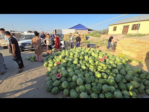 Видео: 500-600 СУМДАН ТАРВУЗЛАР БУ ЙИЛ ХИРМОН МУЛ | ТУРТКУЛЬ КОВУН ТАРВУЗ БОЗОР НАРХЛАРИ 23 июля 2024 г.