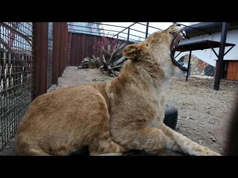 Видео: Вместе с львенком Шерханом из Тайгана ждем кормления \ Как тигрица Сима стала Царицей Людей.