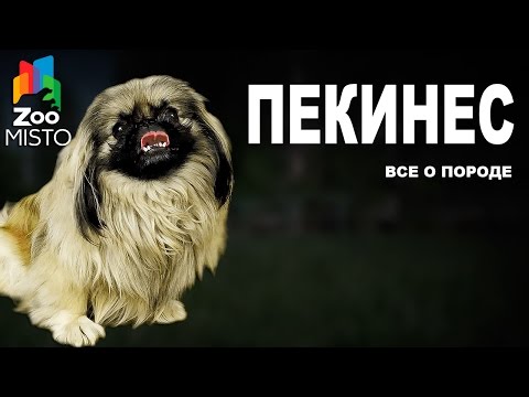 Видео: Пекинес - Все о породе собаки | Собака породы - Пекинес