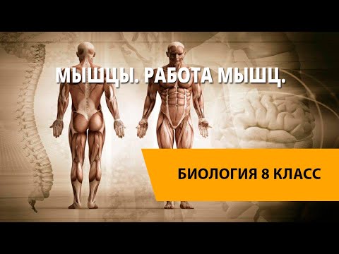 Видео: Мышцы. Работа мышц