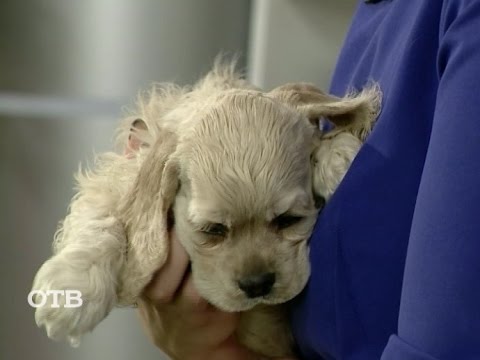 Видео: Знакомство с питомцами: американский кокер-спаниель