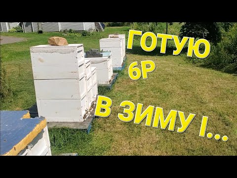 Видео: Чому злітають бджоли? #бджолипчеловодствов6тирамочныхульях
