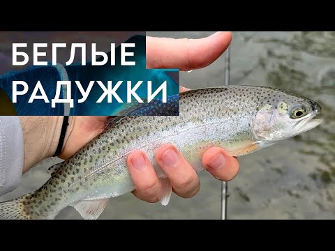 Видео: Грузинская Пехорка. Беглая радужная форель и агрессивные люди.