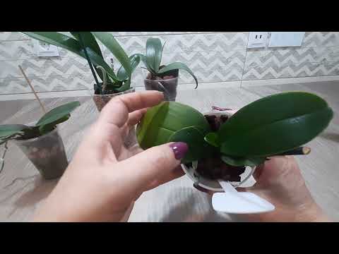 Видео: Как укрепить иммунитет орхидеям.