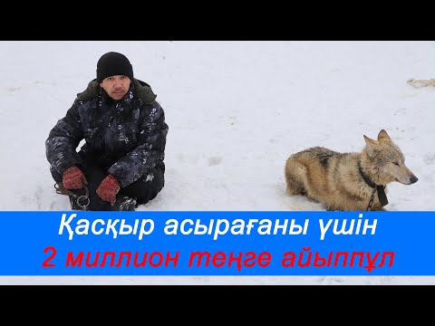Видео: Бүгінгінің "Көксерегі"
