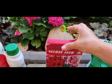 Видео: Планові обробки від трипсів і хвороб, підживлення троянд