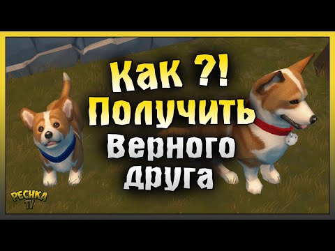 Видео: Событие Верный Друг или Собаковод! Как получить Верного Друга! Last Day on Earth: Survival