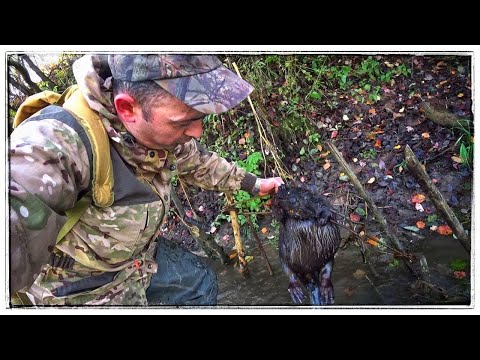 Видео: ОХОТА НА БОБРА ПРОХОДНЫМ КАПКАНОМ
