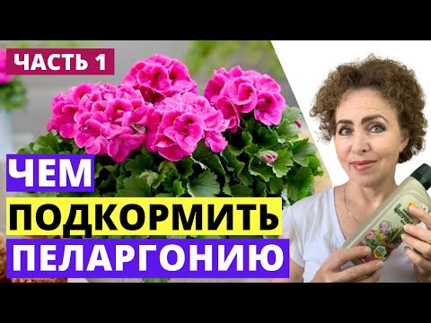 Видео: Подкормка ПЕЛАРГОНИИ. Подкормка ГЕРАНИ.