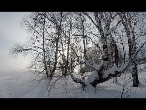 Видео: Ушел в лес.