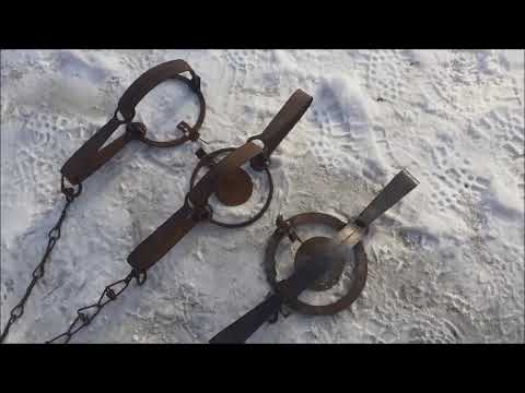Видео: Немного о капканах.