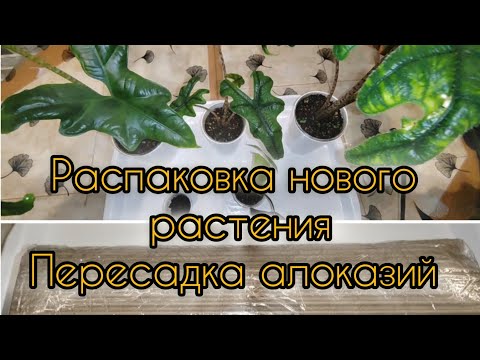 Видео: Распаковка нового растения. Пересадка алоказий Жаклин и Nycteris batwing