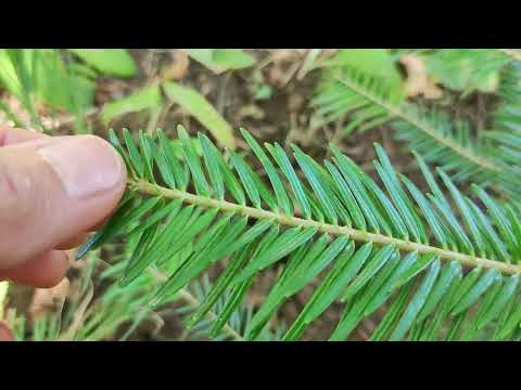 Видео: Моите иглолистни дръвчета