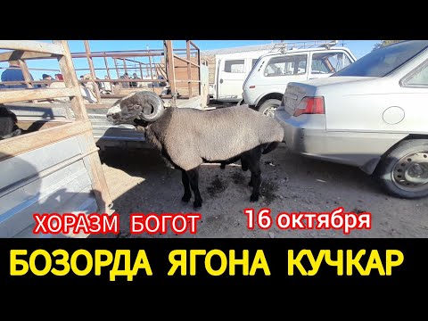 Видео: КУЙ КУЧКАР НАРХЛАРИ ХОРАЗМ БОГОТДА 16 ОКТЯБРЯ 2024.Г