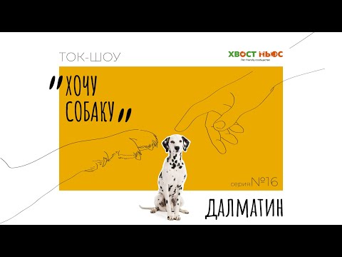 Видео: Ток-шоу «Хочу собаку». Далматин. I Кому подходит порода? I Характер и повадки далматинов.