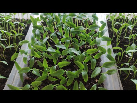 Видео: 27 Февраля Сею  томаты (индеты)Для теплицы