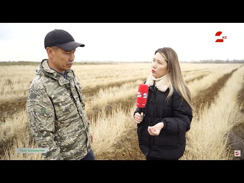 Видео: Возрождение саксаула – оживление экосистемы казахстанских пустынь | Таза Қазақстан