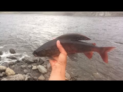 Видео: РЫБАЛКА на ХАРИУСА. часть 2ая