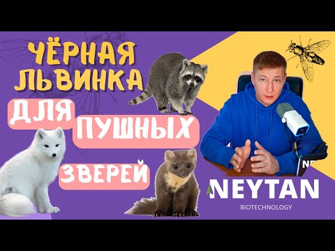 Видео: Черная львинка как корм для пушных зверей? Неожиданное решение для звероферм! #чёрнаяльвинка #мех
