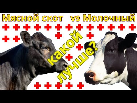 Видео: Ангус против Голштина | отличие молочных и мясных пород