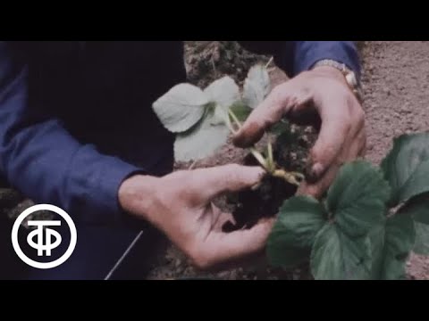 Видео: Наш сад. Сажаем садовую землянику (1985)