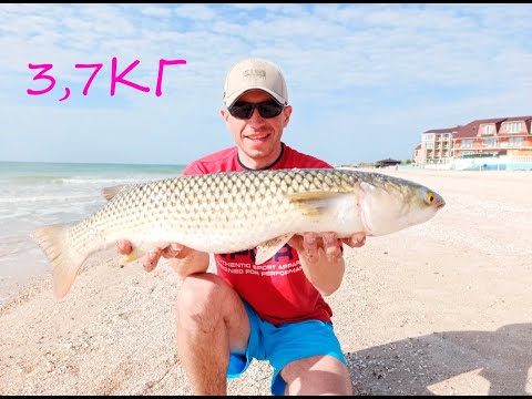 Видео: Пеленгас в Кирилловке 2021  Часть 2  Супер рыбалка