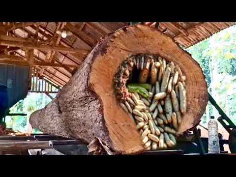 Видео: Захватывающая битва! Рабочие против одного из самых длинных брёвен в Азии на лесопилке.