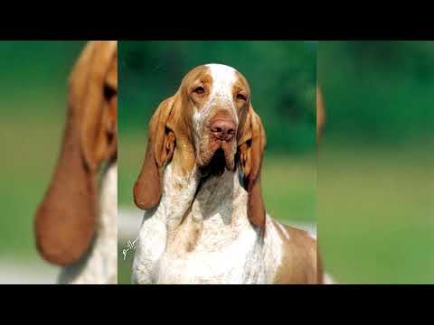 Видео: Итальянский бракк. Плюсы и минусы, Цена, Как выбрать, Факты, Уход, История