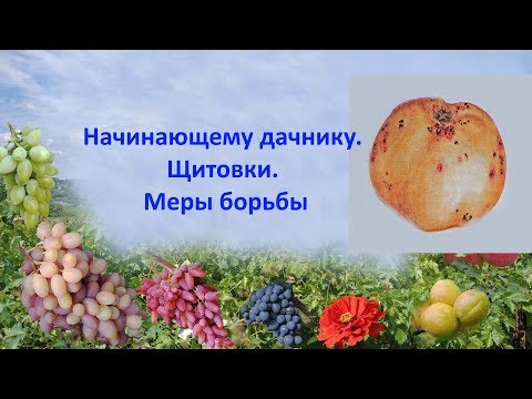 Видео: @Начинающему дачнику  Щитовка  Меры борьбы