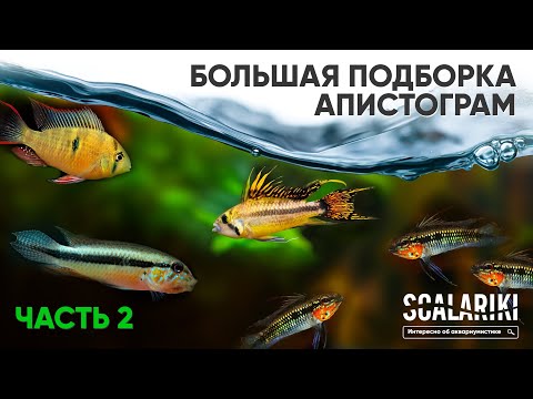 Видео: Апистограммы - Самые красивые аквариумные рыбки. Часть 2. Содержание. Виды. Биотопы