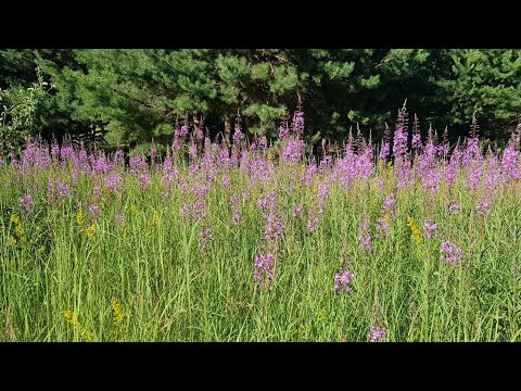 Видео: Вчерашние дела. И новые пряники.