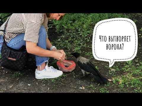 Видео: Что вытворяет ворона? | What does a crow do?