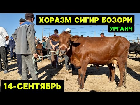 Видео: ХОРАЗМ ОНА БОЛА ҚИСР СИГИРЛАР БОЗОРИ УРГАНЧ 14-сентября 2025 г.