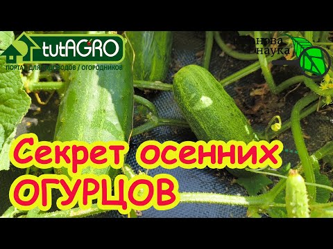 Видео: ПОКА МОРОЗ НЕ РАЗЛУЧИТ НАС! Секрет осенних огурцов. огурцы РЕАЛЬНО до заморозков. Подкормка огурцов.