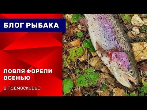 Видео: Форель на спиннинг в подмосковье. Рыбалка на форель осенью