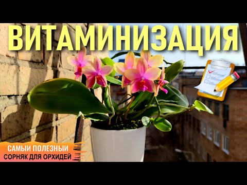 Видео: ❗️ОДУВАНЧИК ЛЕКАРСТВЕННЫЙ! ВИТАМИНИЗАЦИЯ ОРХИДЕИ БЕСПЛАТНО! САМЫЙ ПОЛЕЗНЫЙ СОРНЯК  ДЛЯ ОРХИДЕЙ 100%!