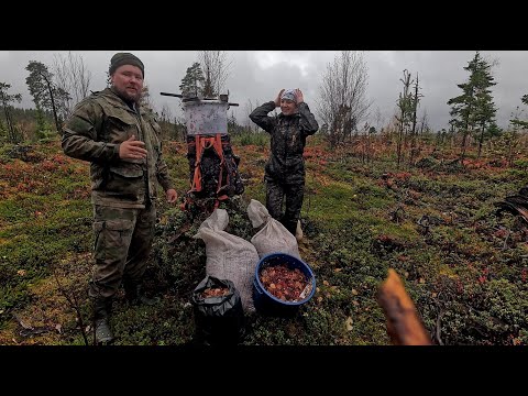 Видео: ДЕНЬГИ ИЗ ЛЕСА. ТАЁЖНЫЙ ПРОМЫСЕЛ НА СЕВЕРЕ. СБОР ДИКОРОСОВ НА ПРОДАЖУ. СОБИРАЕМ БРУСНИКУ.