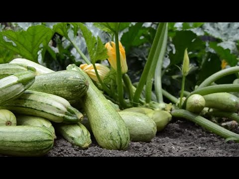 Видео: В 10 РАЗ БОЛЬШЕ КАБАЧКОВ С ОДНОГО КУСТА ЕСЛИ СДЕЛАТЬ ЭТО!