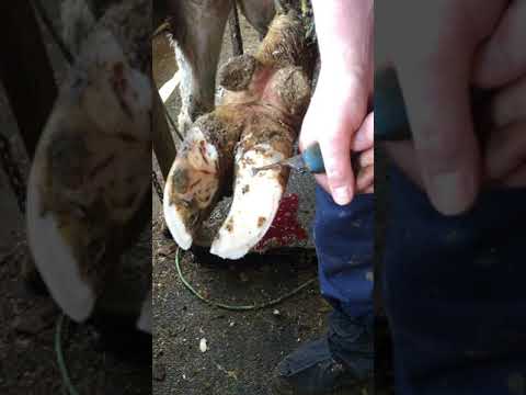 Видео: Обрезка копыт у коров