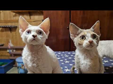 Видео: Девон Рекс как узнать какой цвет глаз будет у котёнка
